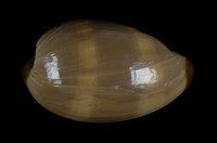 藏品(瑪瑙寶螺)的圖片